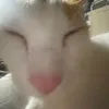 foninatiilababacii