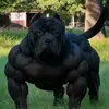 gildomuller2
