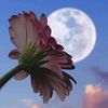 harkaa__311