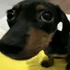 vitozaa