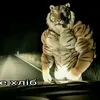 www.tiktok.com.de_hlib
