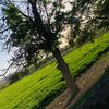yahia_871