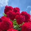xanme.bafr