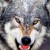 wildgorghy