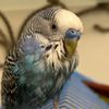 webkins_fishofficial