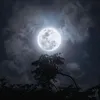 animekhoai