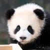 chivongmai__