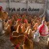 populere_mense_op_live