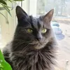 catpaw62