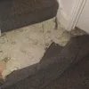 tiktokanimals_