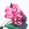 bibiqy1