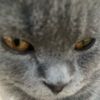 kittydoubleyums