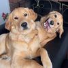 Stella 🐾 & Parker 🐾