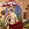 mexican23457