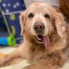 hanna_goldenretrievertt
