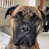 brinkleythebullmastiff