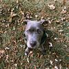 lildogs_andapitbull