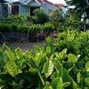 Cây Giống Bến Tre