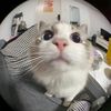 feliscat.us