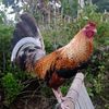 thebuangfarm