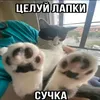 zipkatq