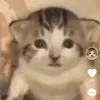 steve_rambo220