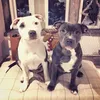 Izy Staffy Wolfpack