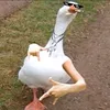 duckiechan69
