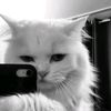 whos_raa7