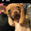 murattc_66