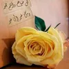 oowneroftime7