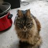 nancycatmavin