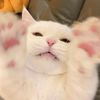 kittycat3691019