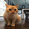 silly_spoinguss
