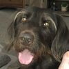 brandy_saunders