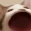 animal_popcat7535
