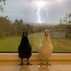 the_god_cat