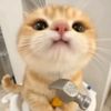 mrdindin7