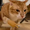 mephistoffel_ttv