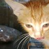 natan_prangin