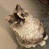 sheeba__1940