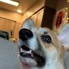 corgis4thewin