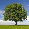treegusa