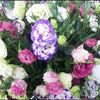 le.thi.ngoc.loan7