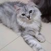 pussyyy26