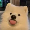 nok_thod09