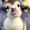 _podpishis_2