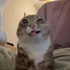 mikolacbo