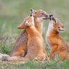 foxyfamilypartyof3