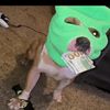 .clarence.cutie